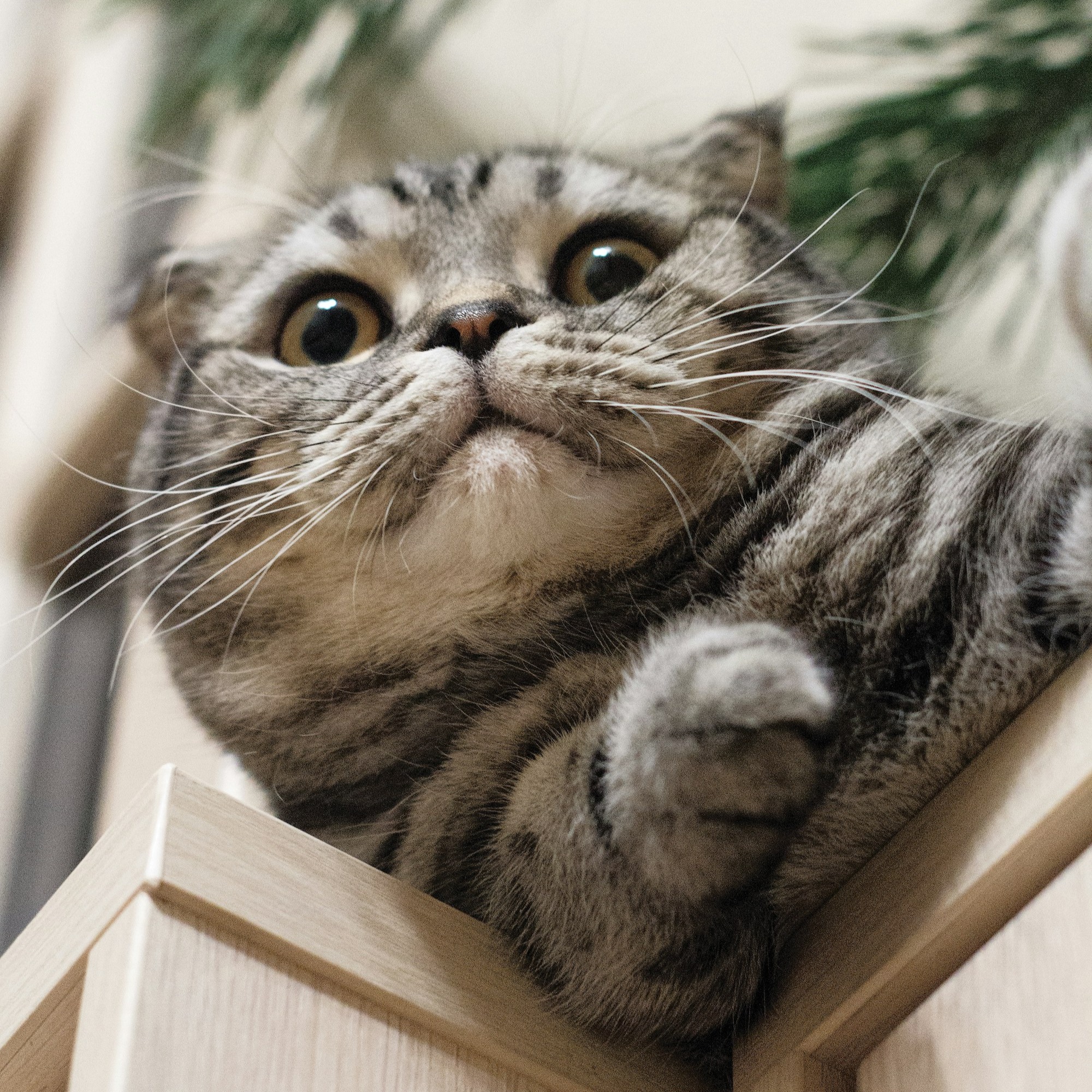 Awesome_BitCat