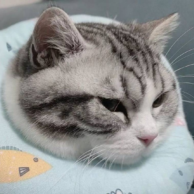 TONY爱交易猫猫（合约版）