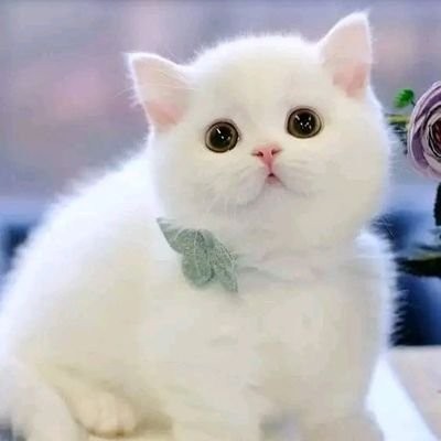 MisbahLak