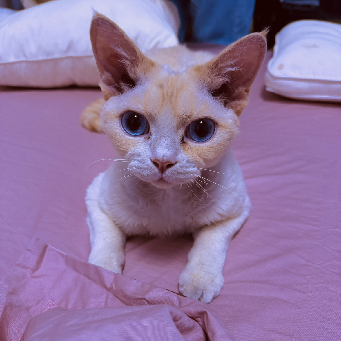 小茗同学
