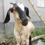 WhiteGoat