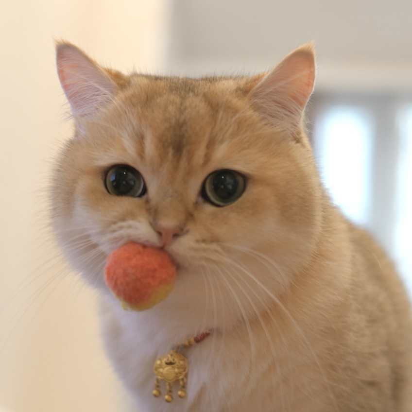 妙手空空大师兄