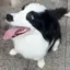 四季缠